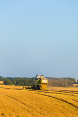 Obraz premium Harvester machine working in field . Combine harvester agriculture machine harvesting golden ripe wheat field. Agriculture