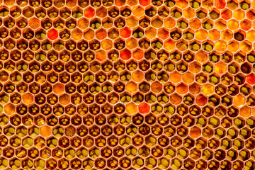 closeup of bees on honeycomb in apiary