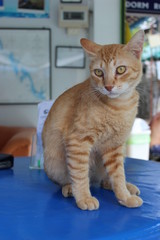 street cat on Phi Phi Island, Krabi Province, Thailand, Asia