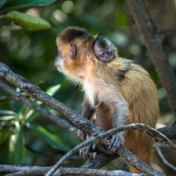 Female capuchin monkey with a baby on her back, Atins, Maranhao