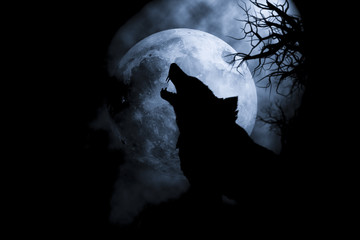 Silhouette  Wolf howling at moon .  - 117091062