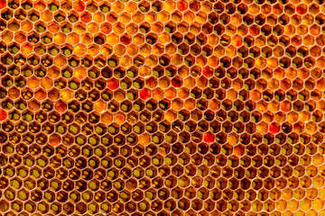 closeup of bees on honeycomb in apiary