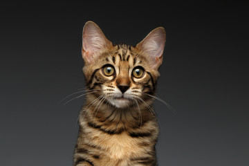 Closeup Portrait of Bengal male Kitty on Dark Background, Front view