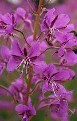 Fireweed (Chamerion angustifolium)