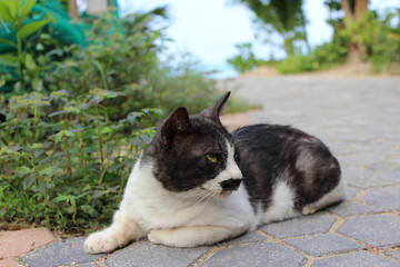 street cat on Phi Phi Island, Krabi Province, Thailand, Asia