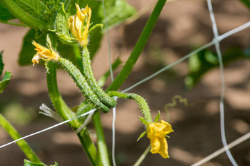 The growth and blooming of garden cucumbers