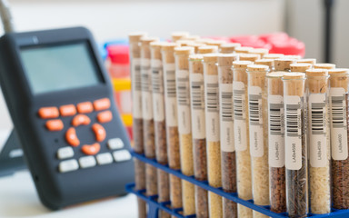 Test tubes with food grain. Inspection of food ingredients in chemical laboratory. Check of  Harmful substances