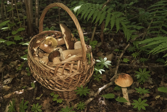 Basket with mushrooms. Boletus in the forest