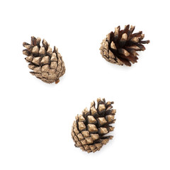 Fototapeta premium Isolated pine cones on a white background