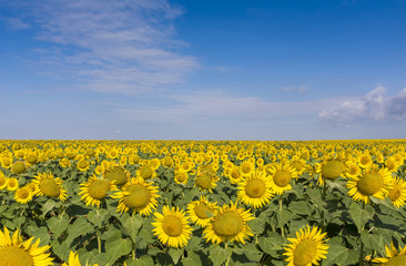 Fototapeta premium field of blooming sunflowers on a background sunset