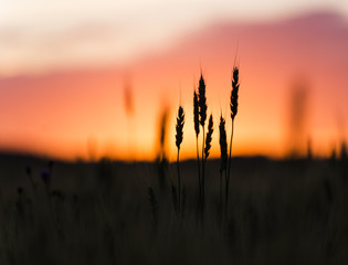 Grain heads of wheat plant silhouetted against sunset - obrazy, fototapety, plakaty