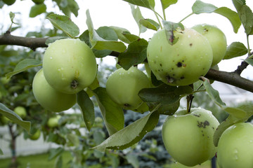 Apples hanging on a tree after the rain