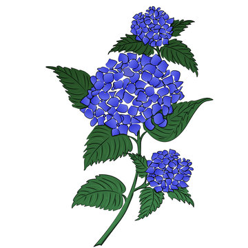 Hydrangea clip art preview