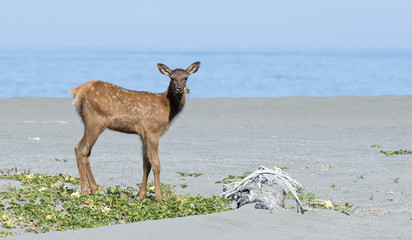 A young Roosevelt Elk (Cervus canadensis roosevelti) calf feeds on vegetation while watching the photographer near the Pacific ocean in Redwoods National and State Park in northern California