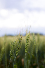 Grain head of wheat plant against field background