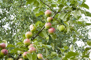 Apples hanging on a tree after the rain