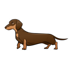 Dark Brown Dachshund Dog. Dog vector illustration. Dachshund on a white background