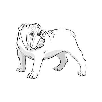 English Bulldog. French Bulldog. Dog on a white background. Vector dog illustration