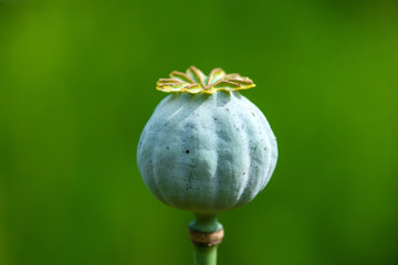 Fototapeta premium Poppy seed heads