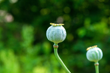 Fototapeta premium Poppy seed heads