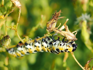 Beautiful Yellow, Black and White Caterpillar on a Stem. Macro image