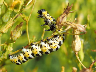 Rearing Up Spotty Caterpillar on a Stem. Macro image