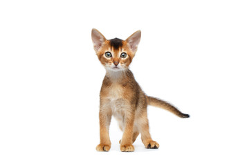 Liitle Abyssinian Kitty on Isolated White Background, Front view, Baby Animal