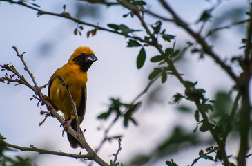 Asian Golden Weaver