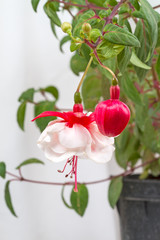 Blooming fuchsia