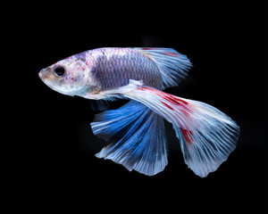 Obraz premium Betta fish.