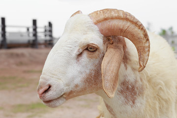 Closeup face of male sheep with big horn