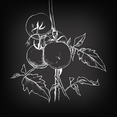 Vector sketch of tomato for design