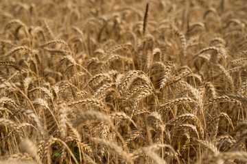 Cereal Plants, Wheat, with different focus