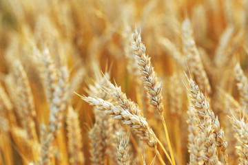 Fototapeta premium Ripe golden wheat field on outdoors