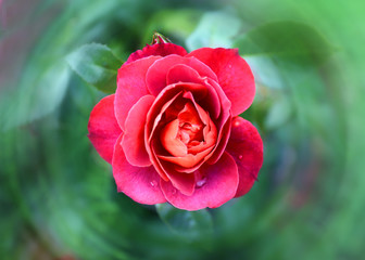 Lovely Rose in the park