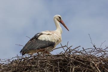 Weißstorch sitzt auf seinem Nest