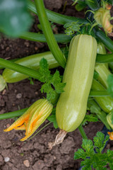 Flowering and ripe fruits of zucchini in vegetable garden