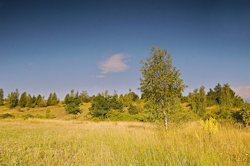 Obraz premium morning meadow at sunrise with birch tree in the foreground near the town Kadan in Czech republic