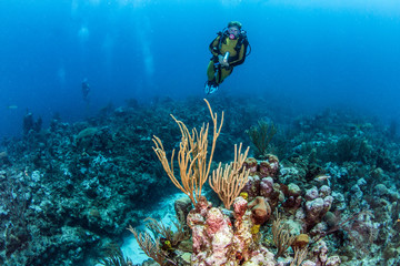 Naklejka na ściany i meble Belize Scuba Diving