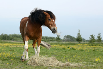 Fototapeta premium Futterneid unter Pferden
