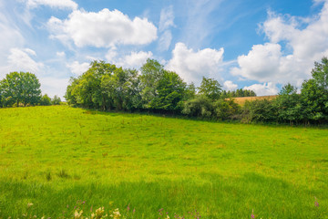 Obraz premium Hills of the Eifel National Park in summer
