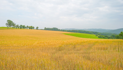 Hills of the Eifel National Park in summer © Naj