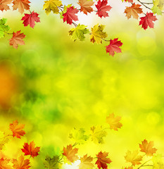 Fototapety  Jesienny krajobraz. Piękne liście. Kolorowe drzewa