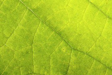 Fototapeta na wymiar grape leaf. macro background