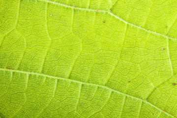 grape leaf. macro background