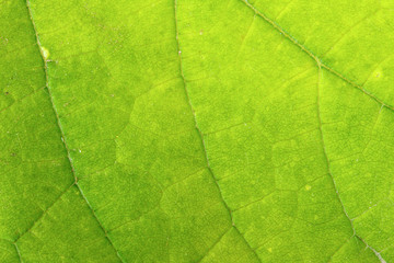 Fototapeta na wymiar grape leaf. macro background