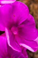 Obraz na płótnie Canvas phlox flower close-up