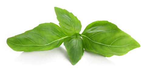 Fresh basil leaves on white background