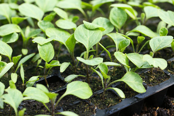 Young plants growing in greenhouse, closeup