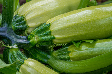Flowering and ripe fruits of zucchini in vegetable garden